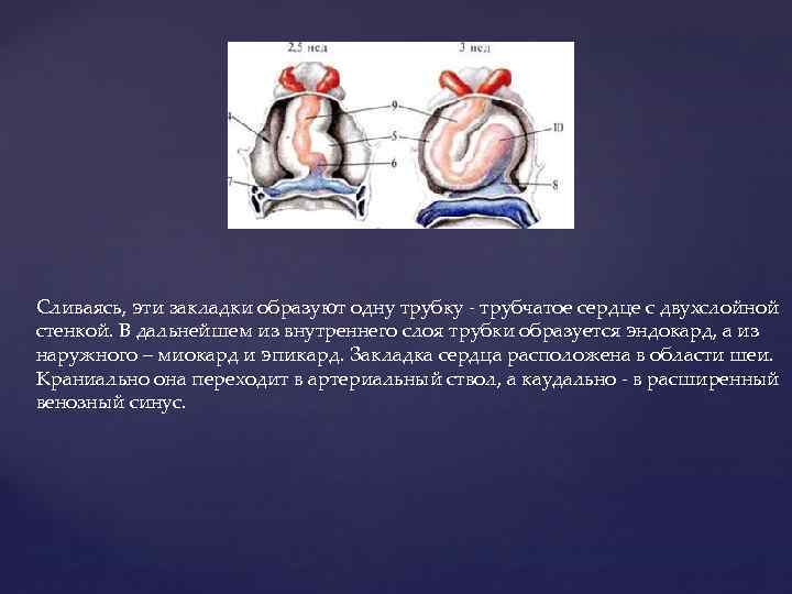 Сливаясь, эти закладки образуют одну трубку - трубчатое сердце с двухслойной стенкой. В дальнейшем
