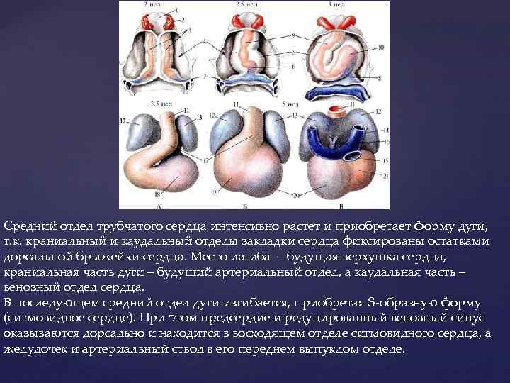 Средний отдел трубчатого сердца интенсивно растет и приобретает форму дуги, т. к. краниальный и