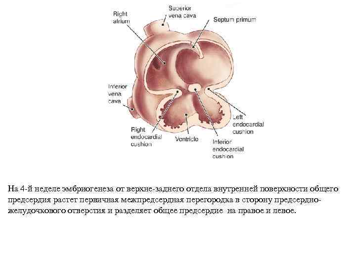 На 4 -й неделе эмбриогенеза от верхне-заднего отдела внутренней поверхности общего предсердия растет первичная