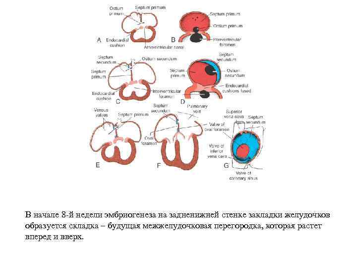 В начале 8 -й недели эмбриогенеза на задненижней стенке закладки желудочков образуется складка –