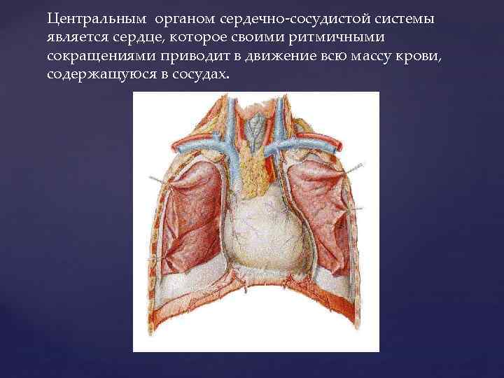 Какая кровь содержится в левой части сердца