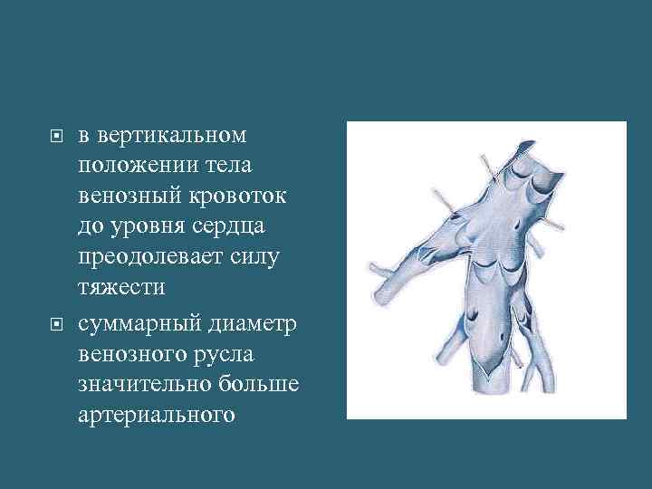  в вертикальном положении тела венозный кровоток до уровня сердца преодолевает силу тяжести суммарный