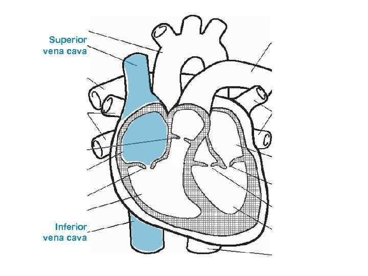 Superior vena cava Inferior vena cava 