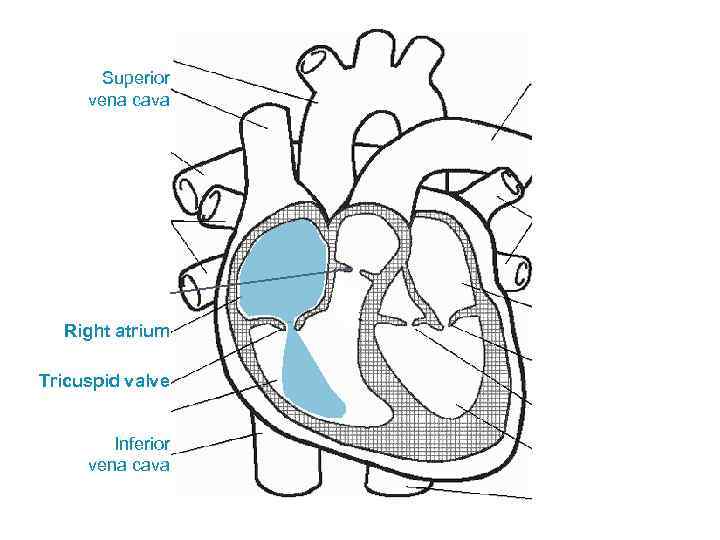 Superior vena cava Right atrium Tricuspid valve Inferior vena cava 