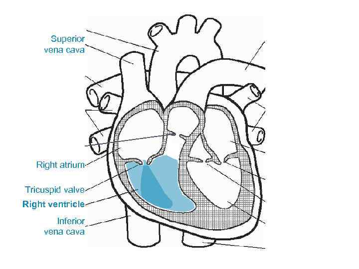 Superior vena cava Right atrium Tricuspid valve Right ventricle Inferior vena cava 