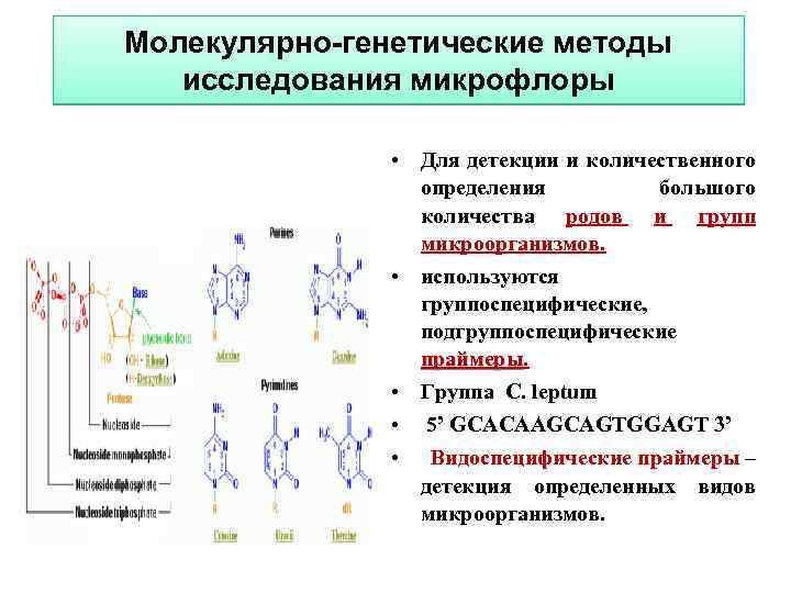 Методы молекулярной биологии презентация