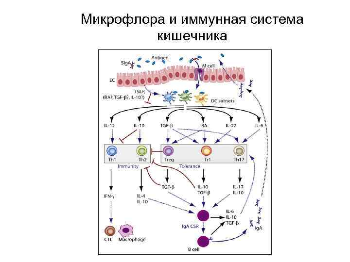 Микрофлора и иммунная система кишечника 