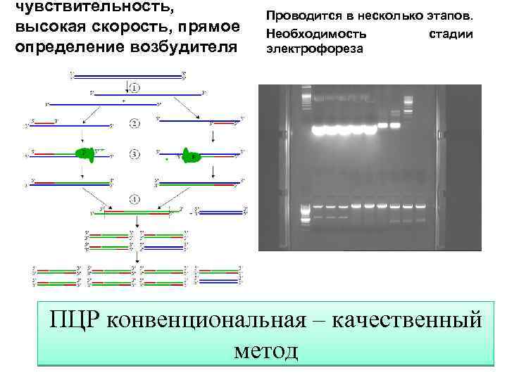 чувствительность, высокая скорость, прямое определение возбудителя Проводится в несколько этапов. Необходимость стадии электрофореза ПЦР