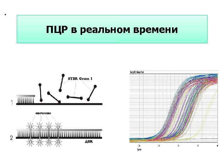  • ПЦР в реальном времени 