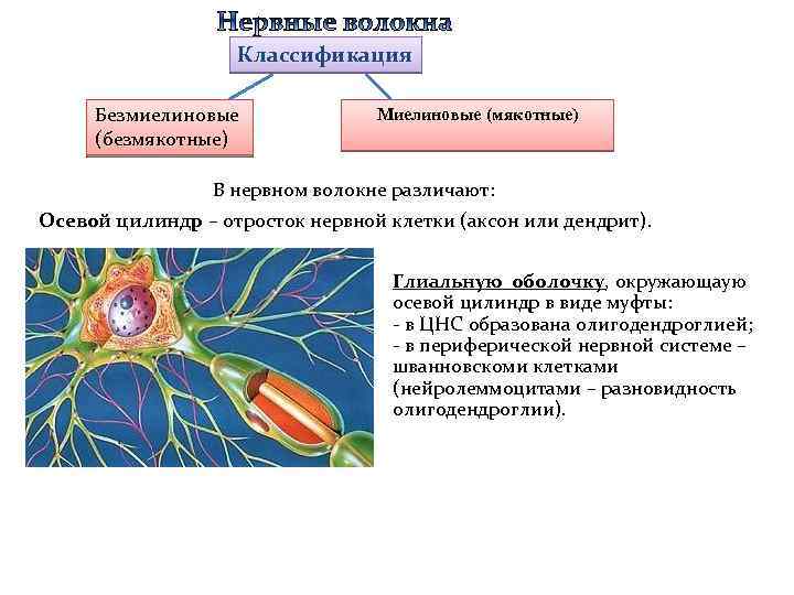 Классификация Безмиелиновые (безмякотные) Миелиновые (мякотные) В нервном волокне различают: Осевой цилиндр – отросток нервной