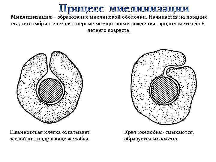 Миелинизация – образование миелиновой оболочки. Начинается на поздних стадиях эмбриогенеза и в первые месяцы