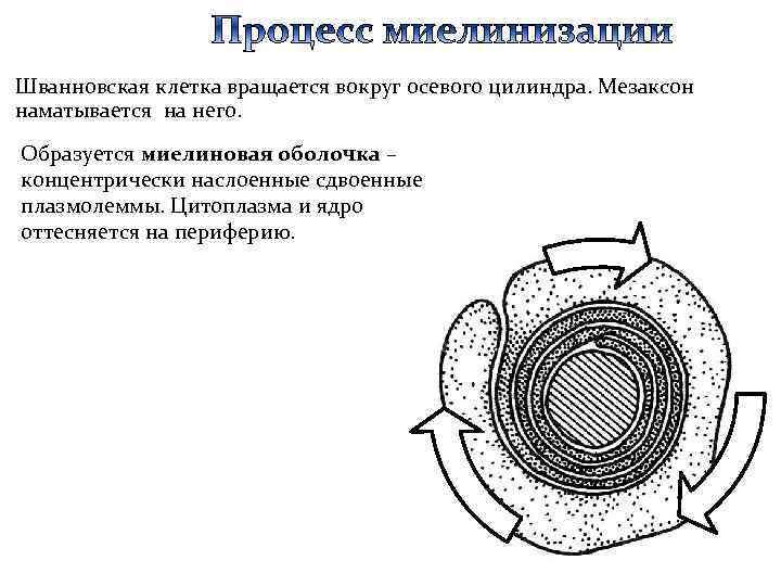 Шванновская клетка вращается вокруг осевого цилиндра. Мезаксон наматывается на него. Образуется миелиновая оболочка –