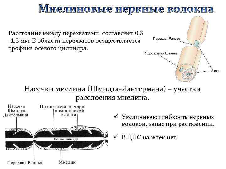 Расстояние между перехватами составляет 0, 3 -1, 5 мм. В области перехватов осуществляется трофика