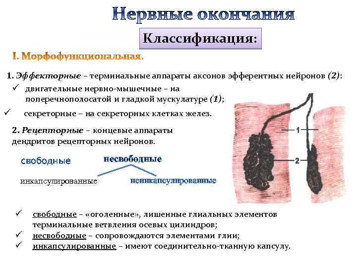 Классификация: 1. Эффекторные – терминальные аппараты аксонов эфферентных нейронов (2): ü двигательные нервно-мышечные –