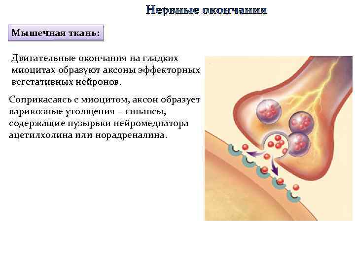 Мышечная ткань: Двигательные окончания на гладких миоцитах образуют аксоны эффекторных вегетативных нейронов. Соприкасаясь с