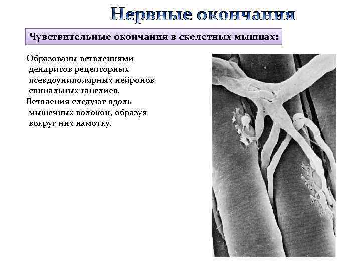 Чувствительные окончания в скелетных мышцах: Образованы ветвлениями дендритов рецепторных псевдоуниполярных нейронов спинальных ганглиев. Ветвления