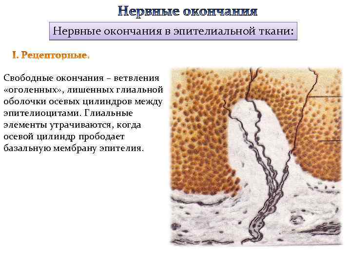 Нервные окончания в эпителиальной ткани: Свободные окончания – ветвления «оголенных» , лишенных глиальной оболочки