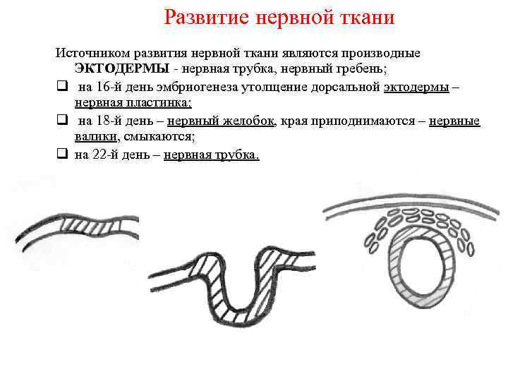 Развитие нервной ткани Источником развития нервной ткани являются производные ЭКТОДЕРМЫ - нервная трубка, нервный