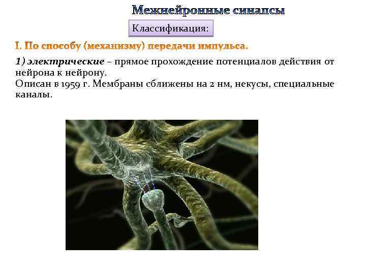 Классификация: 1) электрические – прямое прохождение потенциалов действия от нейрона к нейрону. Описан в