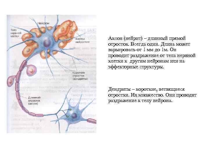 Нервные клетки имеют отростки