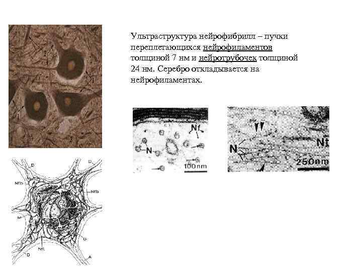 Ультраструктура нейрофибрилл – пучки переплетающихся нейрофиламентов толщиной 7 нм и нейротрубочек толщиной 24 нм.
