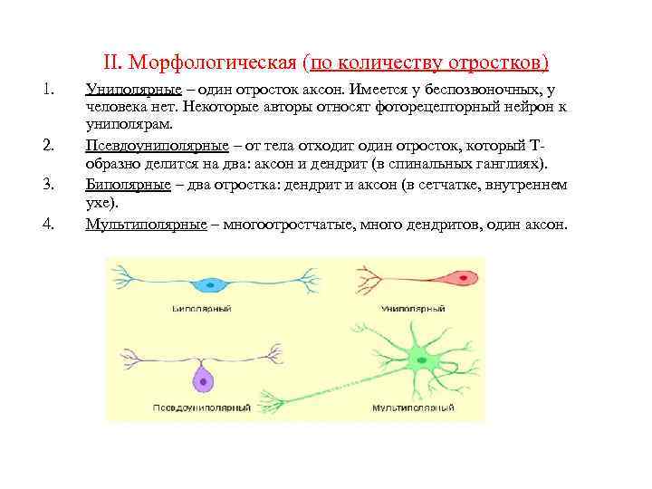 II. Морфологическая (по количеству отростков) 1. 2. 3. 4. Униполярные – один отросток аксон.