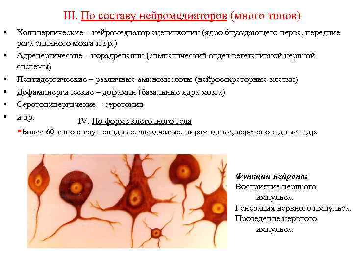 III. По составу нейромедиаторов (много типов) • • • Холинергические – нейромедиатор ацетилхолин (ядро