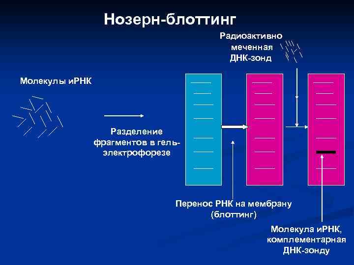 Нозерн-блоттинг Радиоактивно меченная ДНК-зонд Молекулы и. РНК Разделение фрагментов в гельэлектрофорезе Перенос РНК на