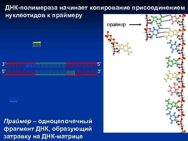 ДНК-полимераза начинает копирование присоединением нуклеотидов к праймеру праймер 3’ 5’ 5’ 3’ Праймер –