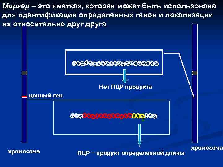 Маркер – это «метка» , которая может быть использована для идентификации определенных генов и
