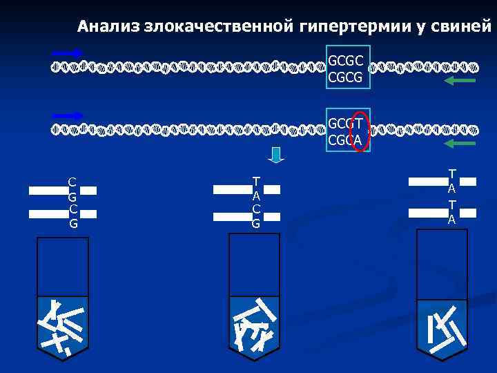 Анализ злокачественной гипертермии у свиней GCGC CGCG GCGT CGCA C G T А 
