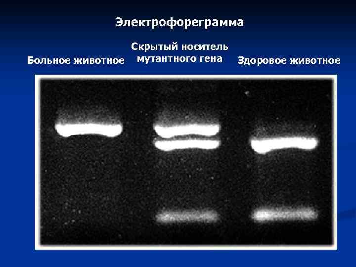 Электрофореграмма Скрытый носитель Больное животное мутантного гена Здоровое животное 
