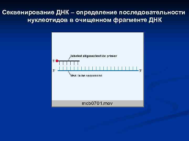 Секвенирование ДНК – определение последовательности нуклеотидов в очищенном фрагменте ДНК 