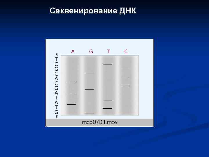 Секвенирование ДНК 