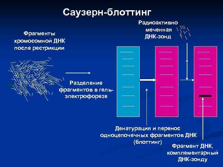 Саузерн-блоттинг Радиоактивно меченная ДНК-зонд Фрагменты хромосомной ДНК после рестрикции Разделение фрагментов в гельэлектрофорезе Денатурация