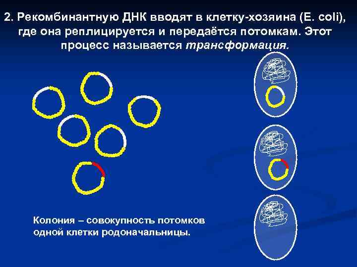 2. Рекомбинантную ДНК вводят в клетку-хозяина (Е. coli), где она реплицируется и передаётся потомкам.