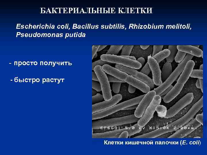 БАКТЕРИАЛЬНЫЕ КЛЕТКИ Escherichia coli, Bacillus subtilis, Rhizobium melitoli, Pseudomonas putida - просто получить -