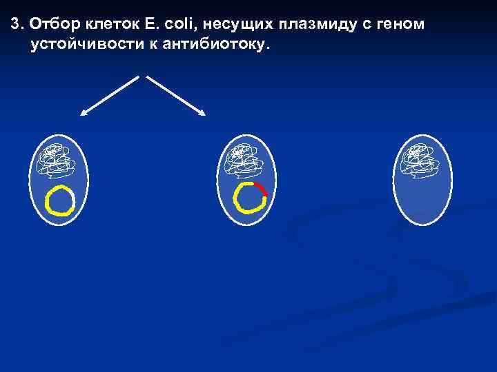 3. Отбор клеток E. coli, несущих плазмиду с геном устойчивости к антибиотоку. 