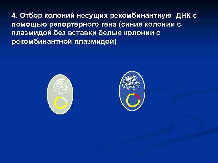 4. Отбор колоний несущих рекомбинантную ДНК с помощью репортерного гена (синие колонии с плазмидой