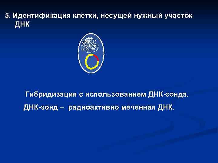 5. Идентификация клетки, несущей нужный участок ДНК Гибридизация с использованием ДНК-зонда. ДНК-зонд – радиоактивно