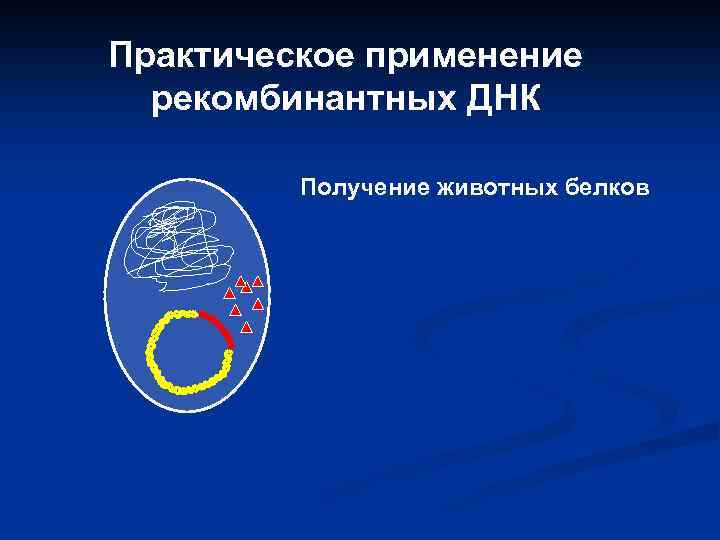 Практическое применение рекомбинантных ДНК Получение животных белков 