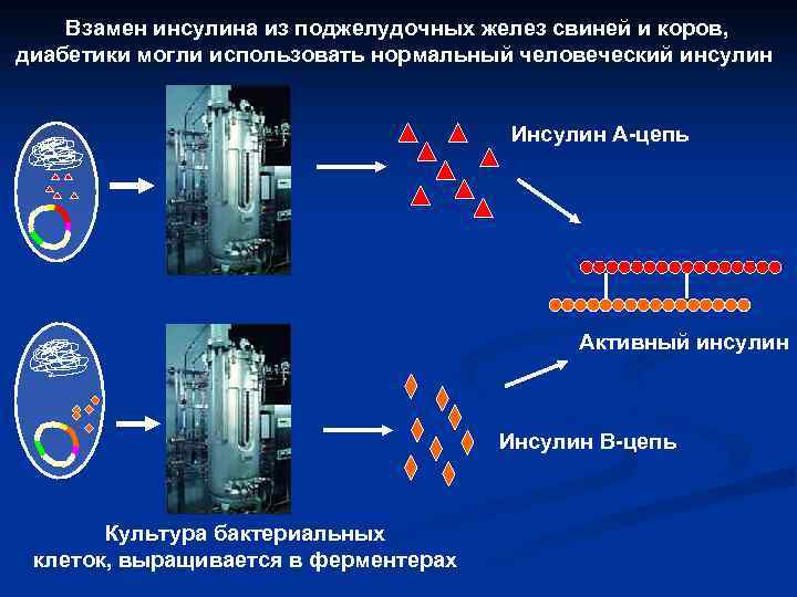 Взамен инсулина из поджелудочных желез свиней и коров, диабетики могли использовать нормальный человеческий инсулин