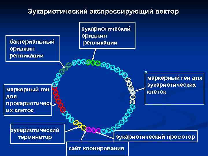 Эукариотический экспрессирующий вектор бактериальный ориджин репликации эукариотический ориджин репликации маркерный ген для эукариотических клеток