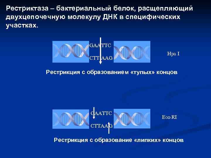 Двухцепочечная молекула днк содержит