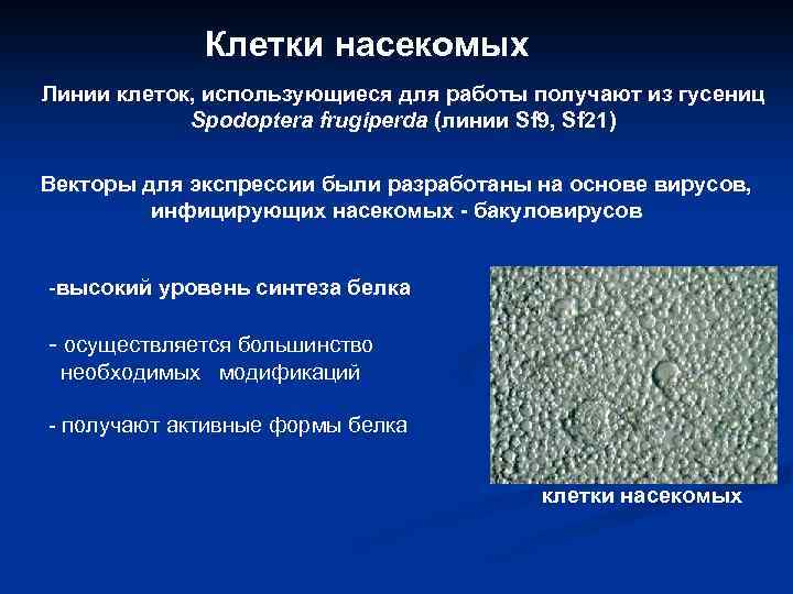 Клетки насекомых Линии клеток, использующиеся для работы получают из гусениц Spodoptera frugiperda (линии Sf
