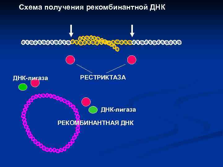 Рекомбинантная днк фото