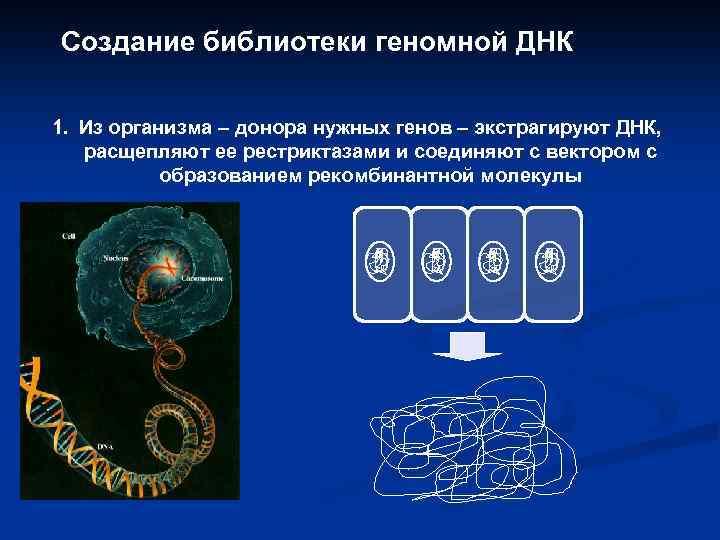 Создание библиотеки геномной ДНК 1. Из организма – донора нужных генов – экстрагируют ДНК,