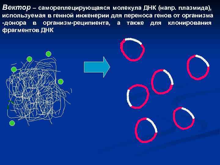Вектор – самореплецирующаяся молекула ДНК (напр. плазмида), используемая в генной инженерии для переноса генов