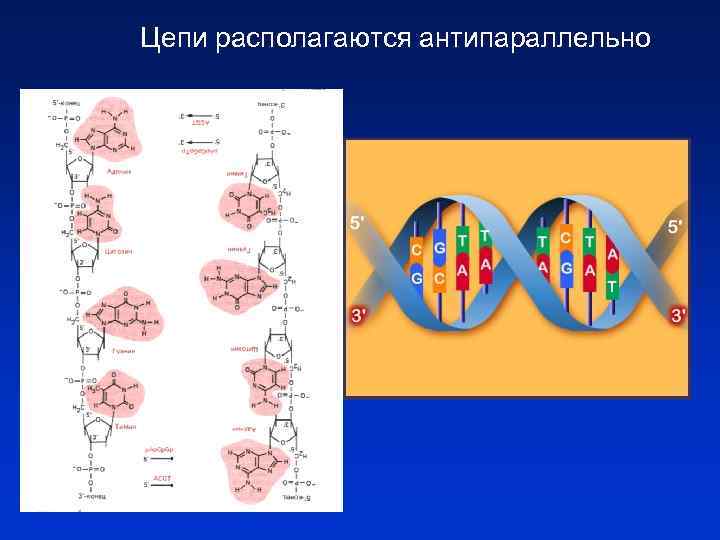 Цепи располагаются антипараллельно 