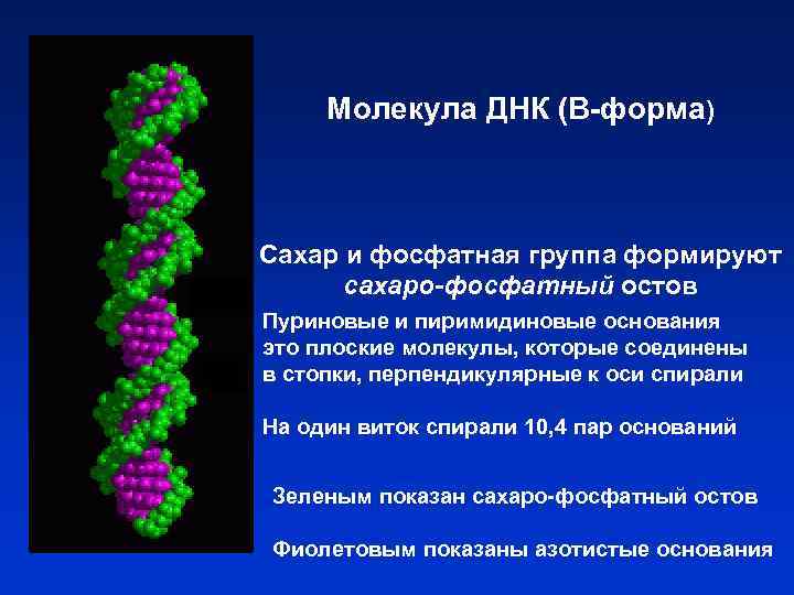 Молекула ДНК (В-форма) Сахар и фосфатная группа формируют сахаро-фосфатный остов Пуриновые и пиримидиновые основания